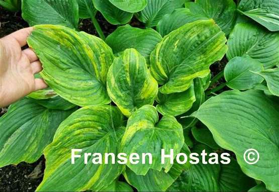 Hosta Quiet Wyatt